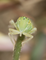 Pagaronia tredecimpunctata