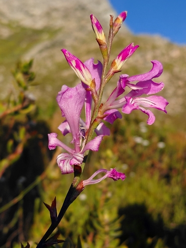 Tritoniopsis lata, photograph 4