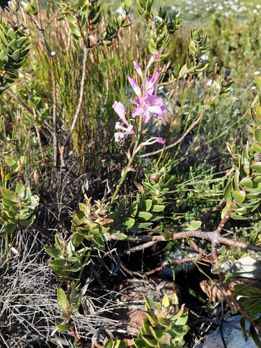 Tritoniopsis lata, photograph 5