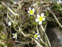 Ranunculus rionii