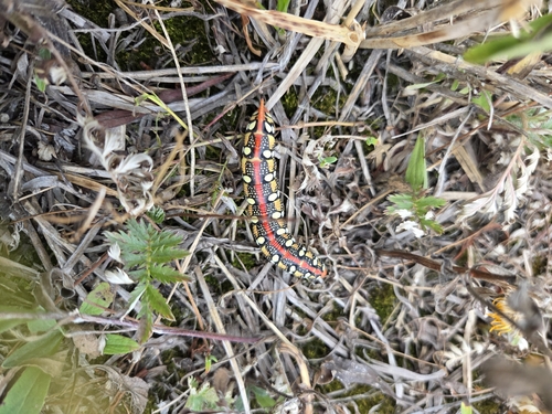 Leafy Spurge Hawkmoth