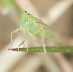 Pagaronia tredecimpunctata