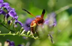 Rhynchium oculatum