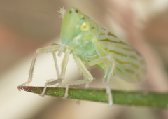 Pagaronia tredecimpunctata
