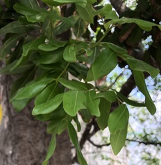 Melicoccus oliviformis