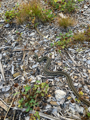 Maritime Garter Snake