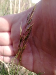 Helictotrichon desertorum