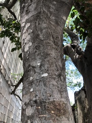 Melicoccus oliviformis