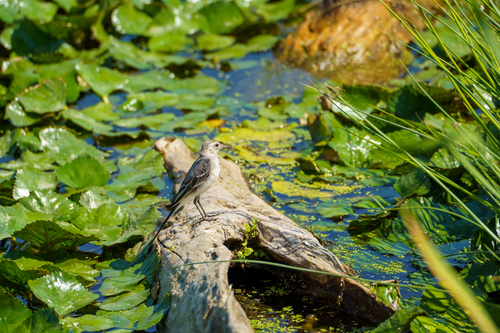 White Wagtail