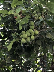 Melicoccus oliviformis