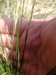 Helictotrichon desertorum