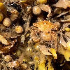 Jellyella tuberculata