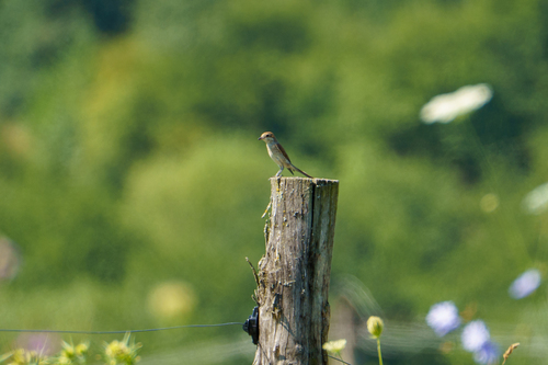 Red-backed Shrike