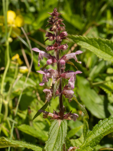 Stachys latidens, photograph 1