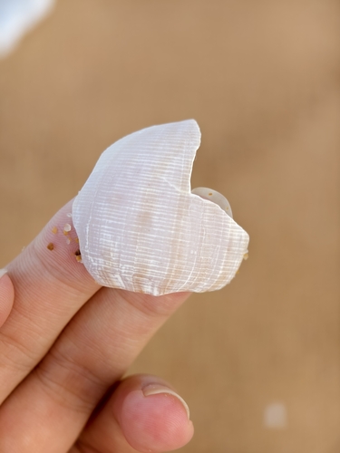 Phalium flammiferum observed 2026-08-11