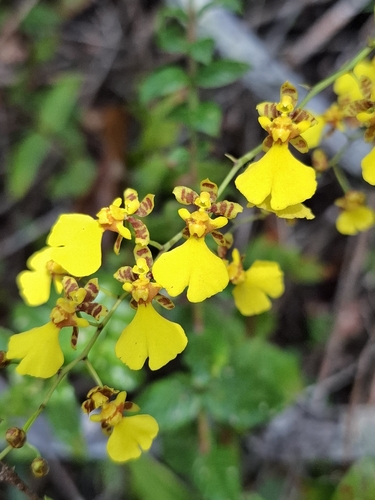 Gomesa flexuosa, photograph 5