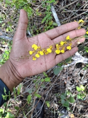 Gomesa flexuosa, photograph (c) Fabricio Carvalho da Silva, some rights reserved (CC BY)