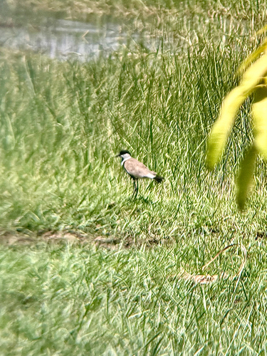Spur-winged Lapwing