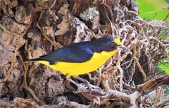 Violaceous Euphonia photo 3