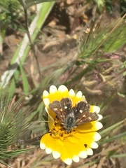 Heliothodes diminutiva