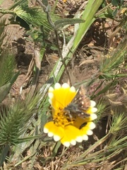 Heliothodes diminutiva