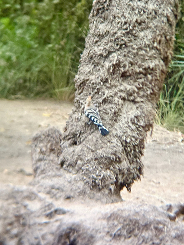 Common Hoopoe