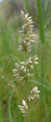 Eragrostis macrochlamys macrochlamys