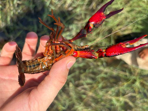 Red Swamp Crayfish