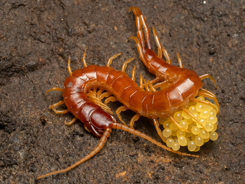 Eastern Red Centipede photo 5