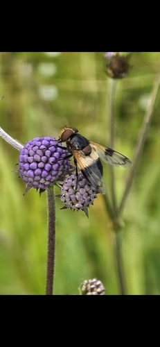 Pellucid Hover Fly
