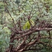 Acacia oliveri