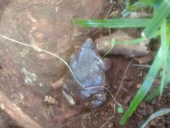 Hemisus guttatus
