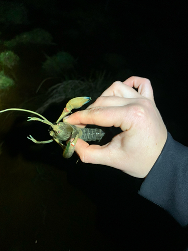 Common Yabby