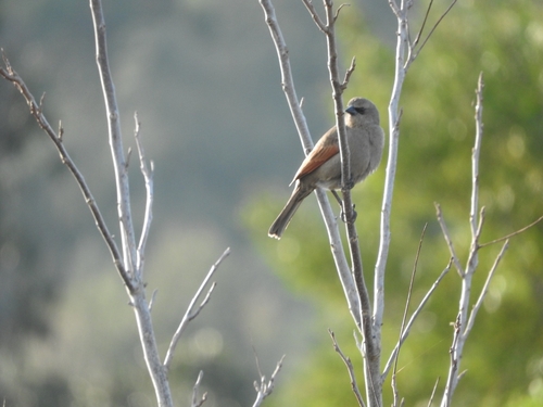 Grayish Baywing