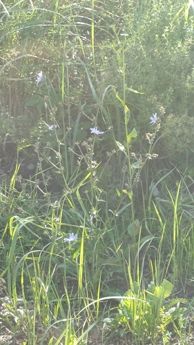 chicory