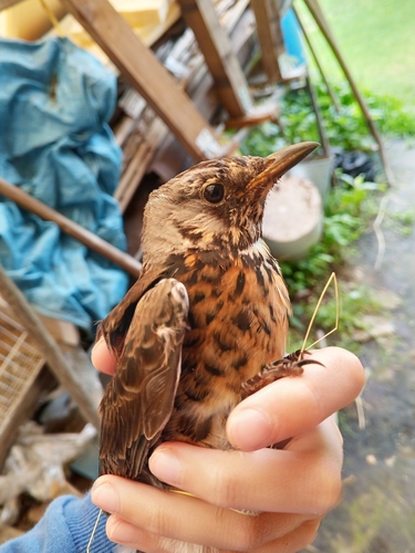 Fieldfare