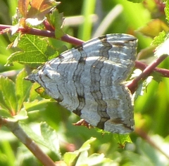 Aplocera plagiata