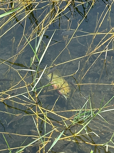 Redbelly Tilapia