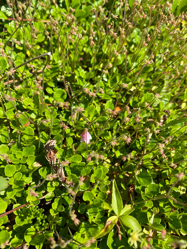 Twinflower