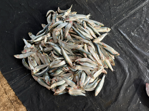 Sardinella gibbosa observed 2026-08-11