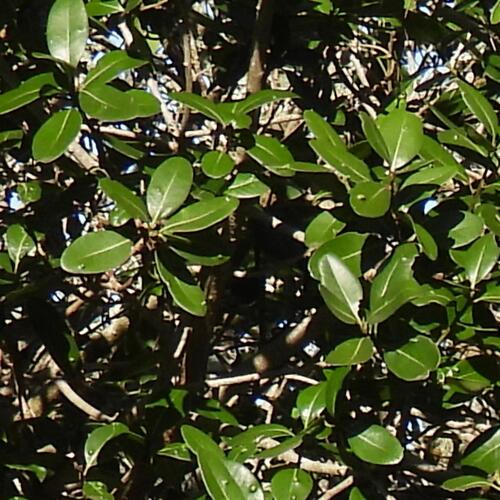 Sideroxylon inerme, photograph 5