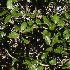 Sideroxylon inerme, photograph (c) Henry de Lange, some rights reserved (CC BY)