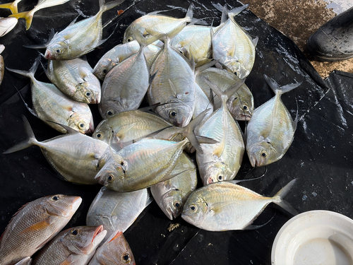 Carangoides armatus observed 2026-08-11