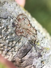 Arthonia cinnabarina