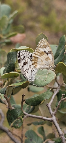 Iberian marbled white