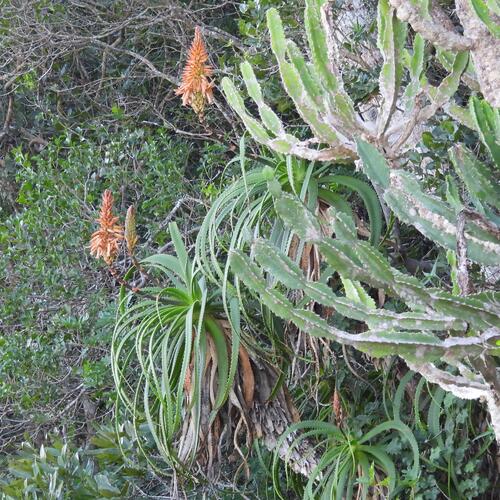 Aloe pluridens, photograph 3