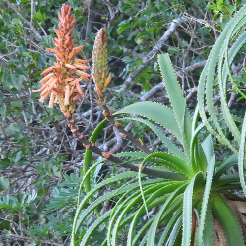 Aloe pluridens, photograph 2