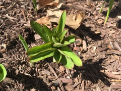 Lysimachia clethroides