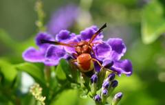 Rhynchium oculatum