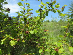 author not stated, no rights reserved Salix pyrolifolia, photograph author not stated, no rights reserved
